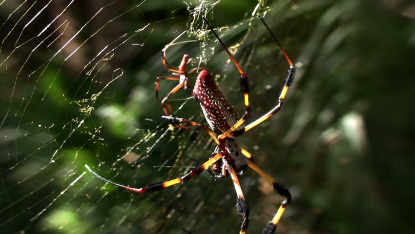 spiders in its web