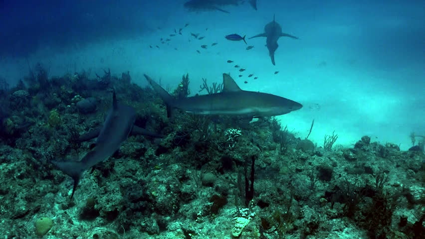 sharks in the ocean acting all tough like a bunch of teenagers hoped up on Monster energy drink