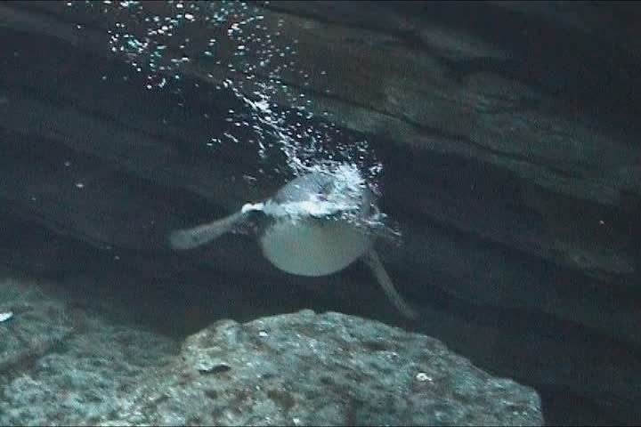 Penguins flying underwater