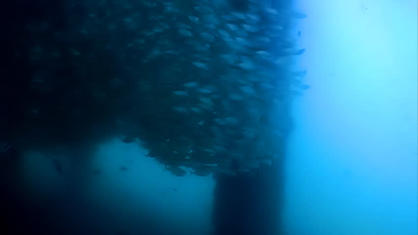 A swarm of fishes swimming in a massive circular formation underneath a jetty