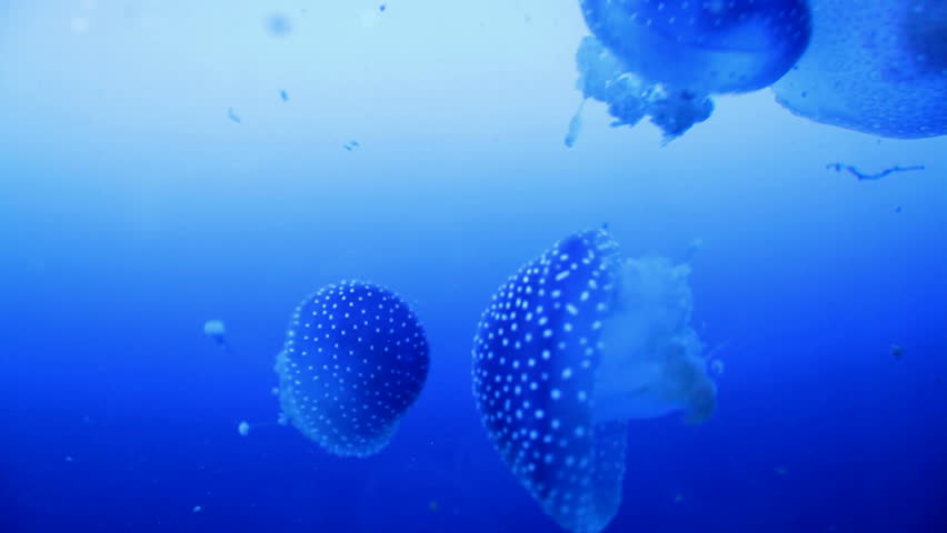 Jellyfish