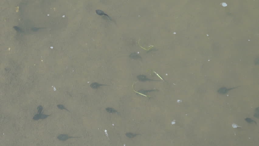 moving tadpoles