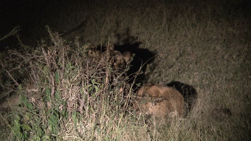 lion cubs annoying mother lion in the Masai Mara, Kenya