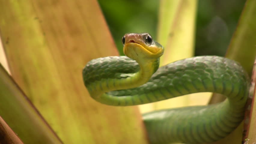 Cloudforest whipsnake (Chironius monticola). In cloudforest in western Ecuador