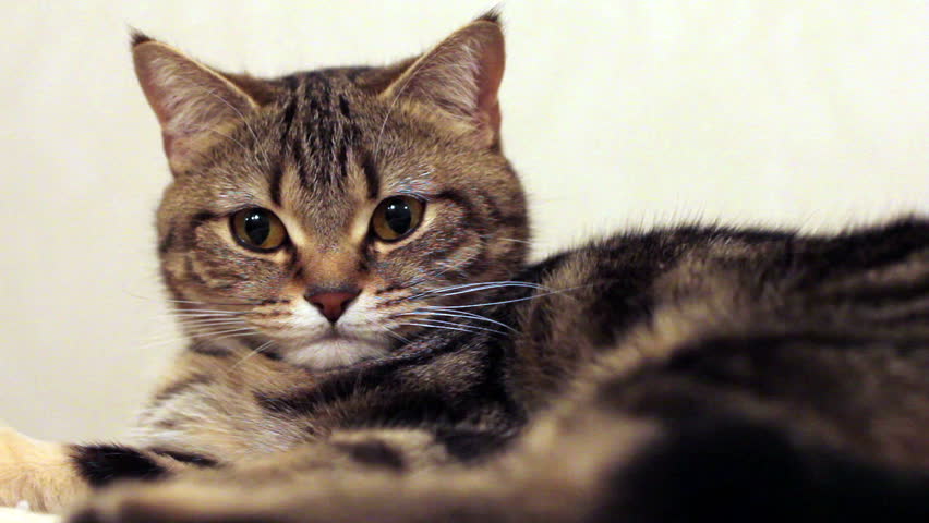 The quiet cat