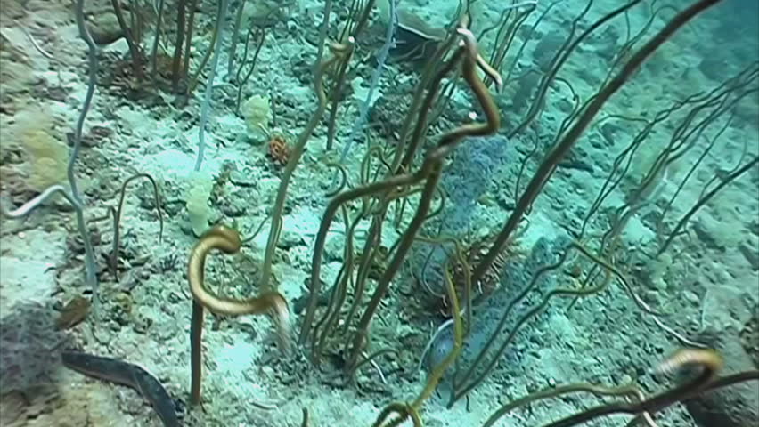 diving through sea bed and corals