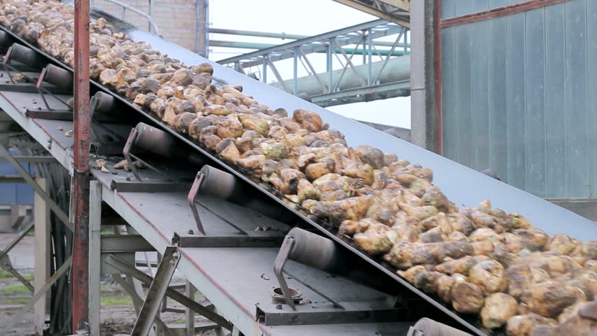 Factory worker beside the conveyor belt with sugar beet. HD 1080i.