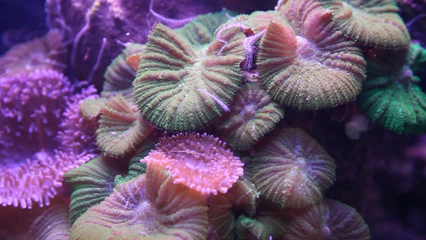 Sea anemone in aquarium tank