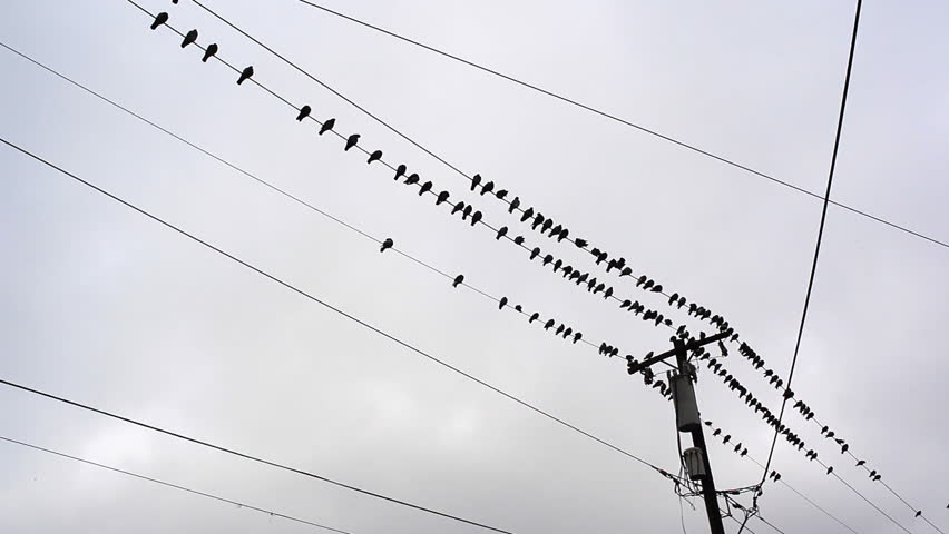 Pigeons flying and on telephone wires