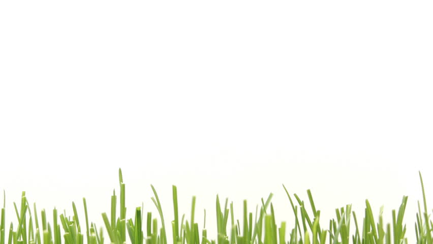 fresh green grass growing into picture closer, timelapse