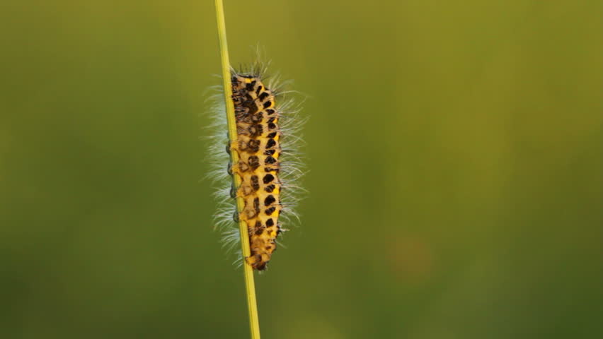 Caterpillar on chalk