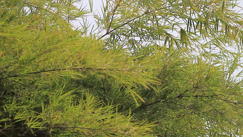 Bamboo with a natural breeze.