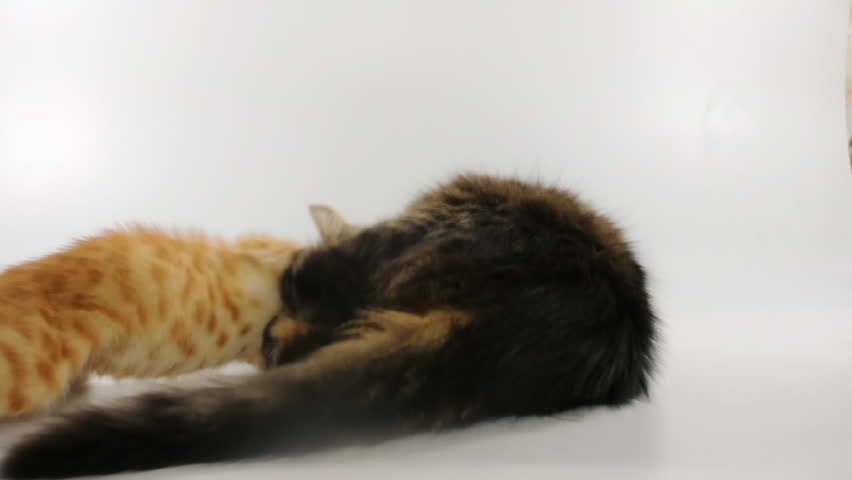 funny cats playing together