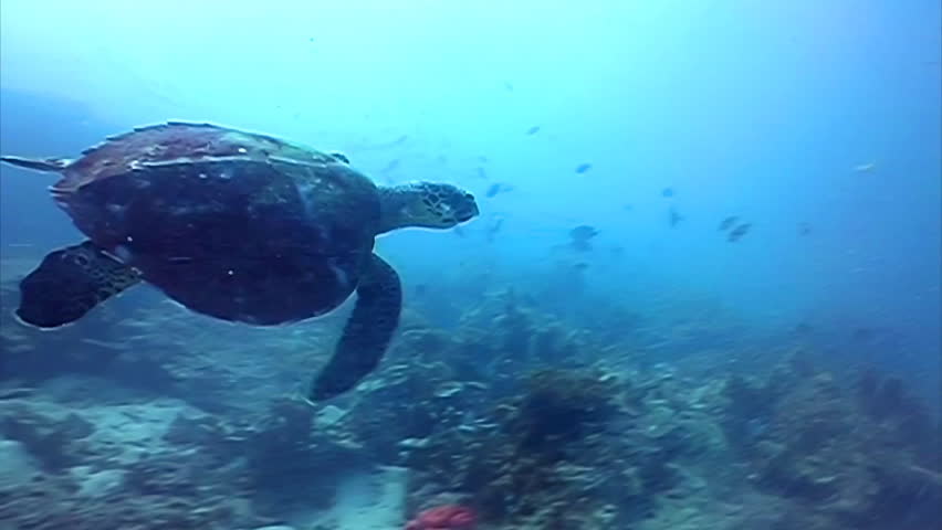 Hawks bill Sea turtle swimming among the corals