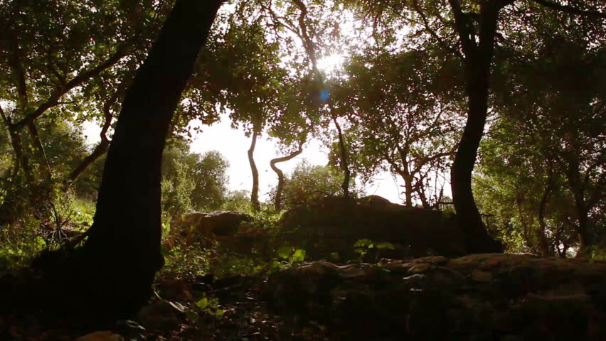 Right to left dolly up the slope of a forested hillside, shooting through green leafed  branches toward the sun.  