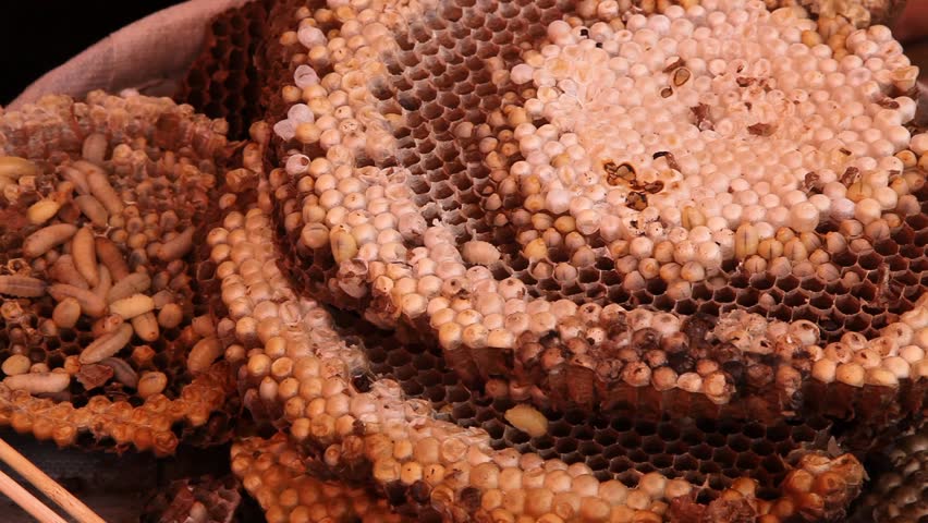 Bee larvae for consumption