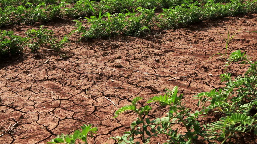 Dolly shot from right to left across a green cultivated field of bean plants planted in dry, cracked soil in Israel.