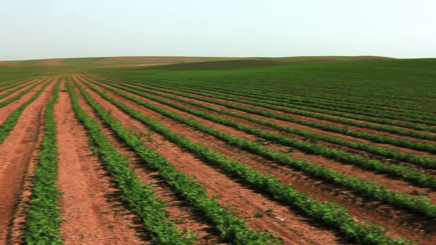 Wide pan, right to left, of rows of green cultivated bean plants, planted in the soil of Israel.