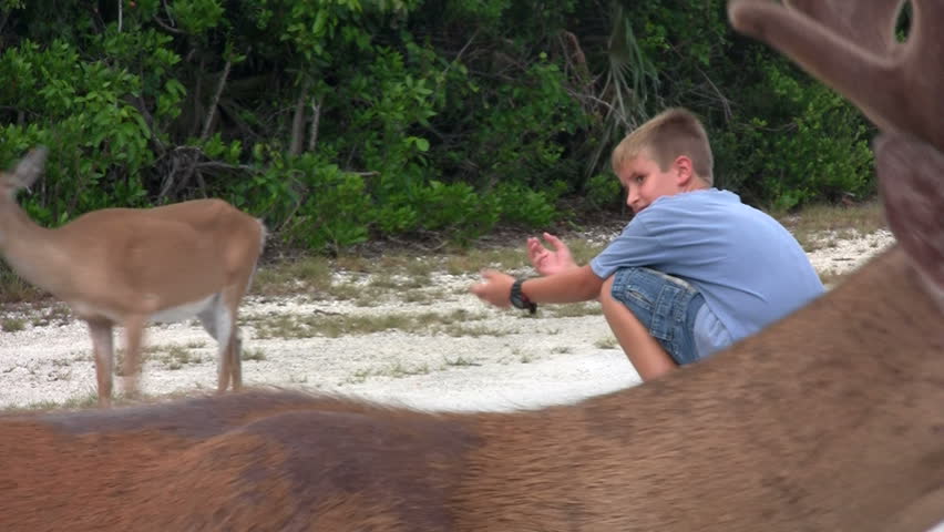 FLORIDA - CIRCA 2009: Visitors pet  white tail deers circa 2009 in Florida. Florida deer are also a major prey species for the endangered Florida panther. As a consequence, deer have been the object of much management, research, and controversy. 