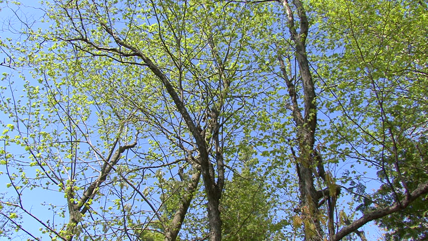 Zoom-in to tree branches with chickadee hole
