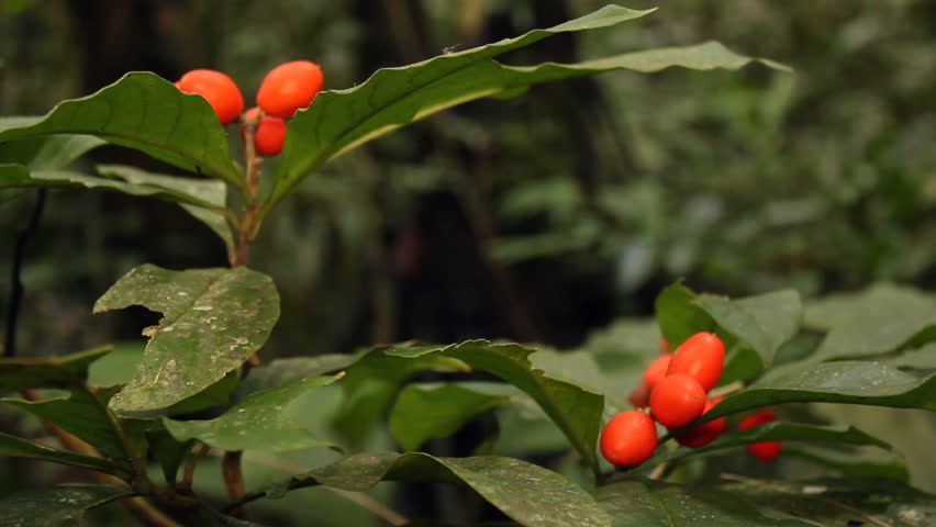 Fruiting understory shrub in rainforest, Ecuador