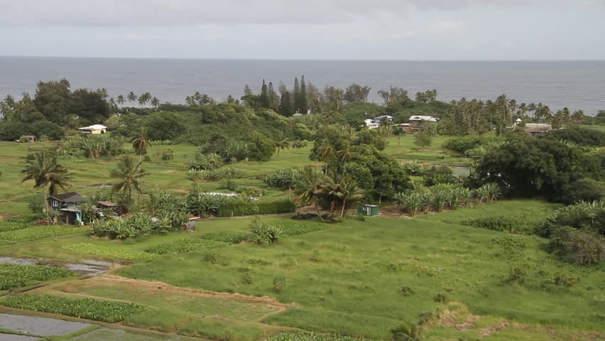 Ke'anae Maui village where native foods such a poi are grown in shallow ponds. This is just off the Hana Highway
