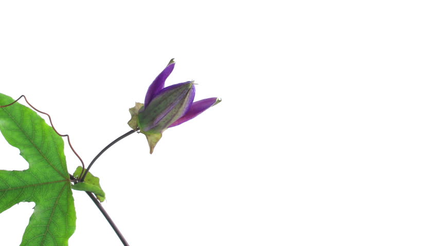 timelapse of single passion flower bloom opening and closing on white background, slow 