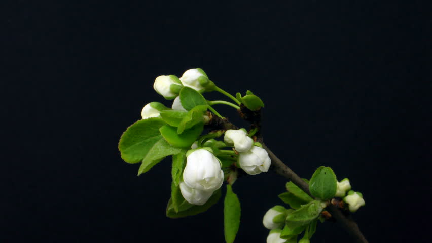 Time-lapse of blooming plum branch 1 