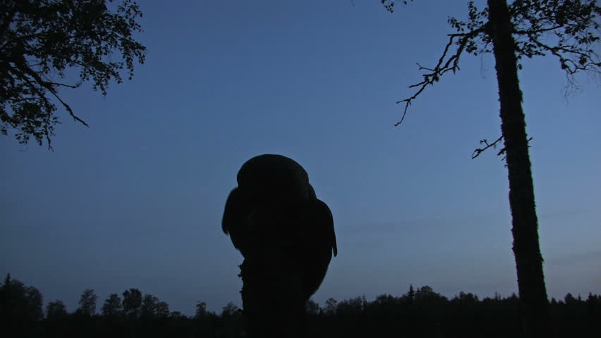 Great Grey Owl at night
