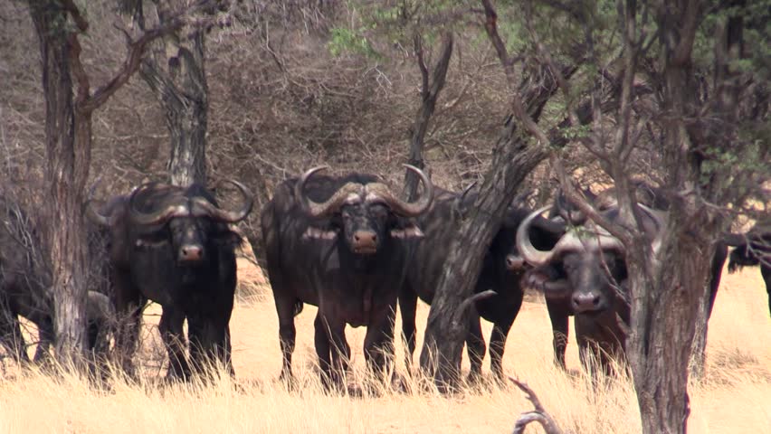 Header of African buffalo