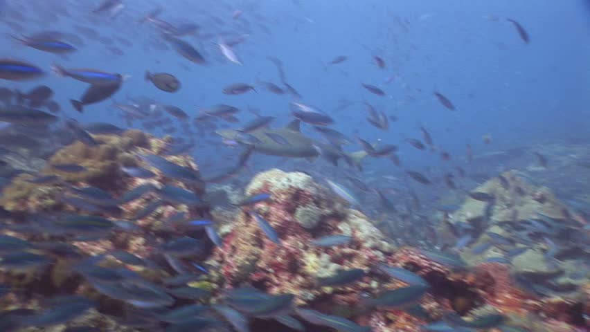 School of fusiliers and whitetip reef shark