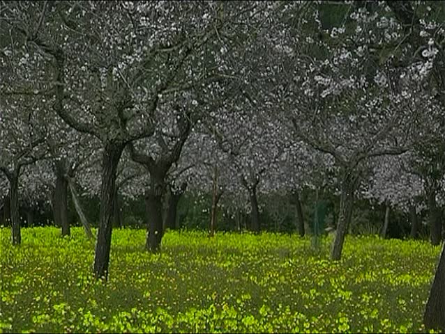 Almond blooming in Spain 4