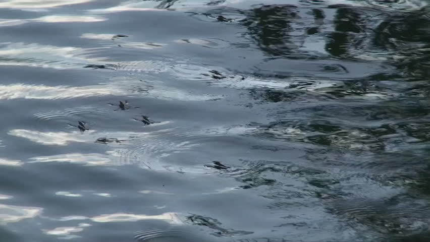 Water skaters (Water strider)