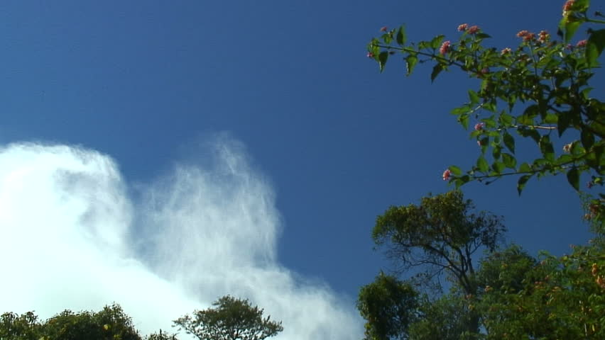 Pink Flowers, Blue Sky and Mist From Victoria Falls