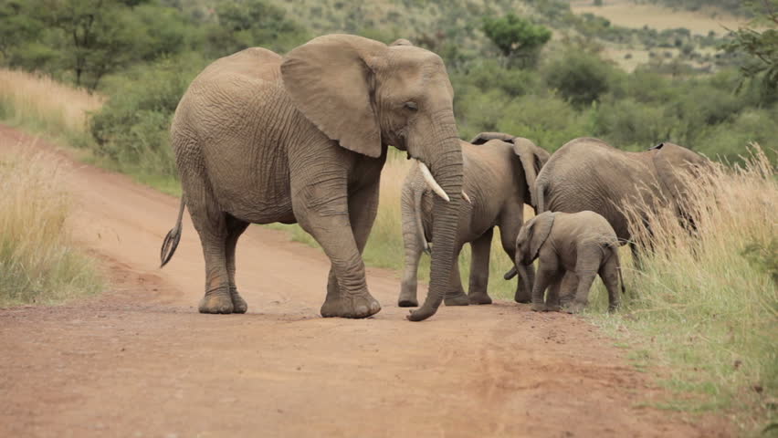 Elephants together on Road