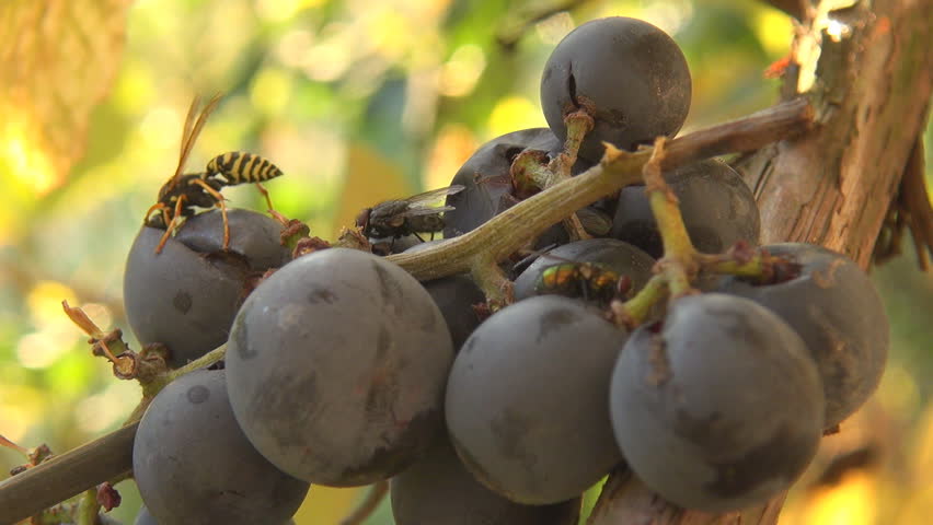 Insects on grapes