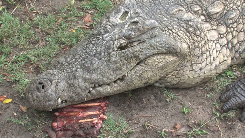 Crate of carcass pieces is fed to alligator