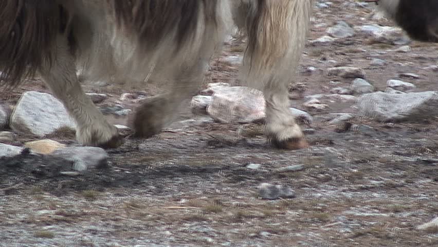 Furry Yak Walking in Mud, Mt. Everest, Tibet
