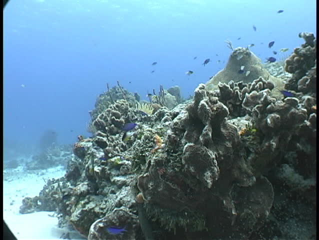 Reef scene