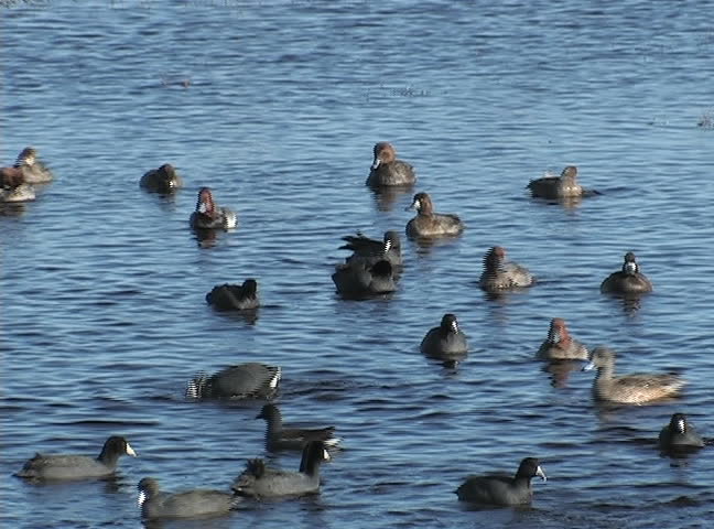 Ducks swim in great numbers at the St. Marks Wildlife Refuge in northern Florida.
