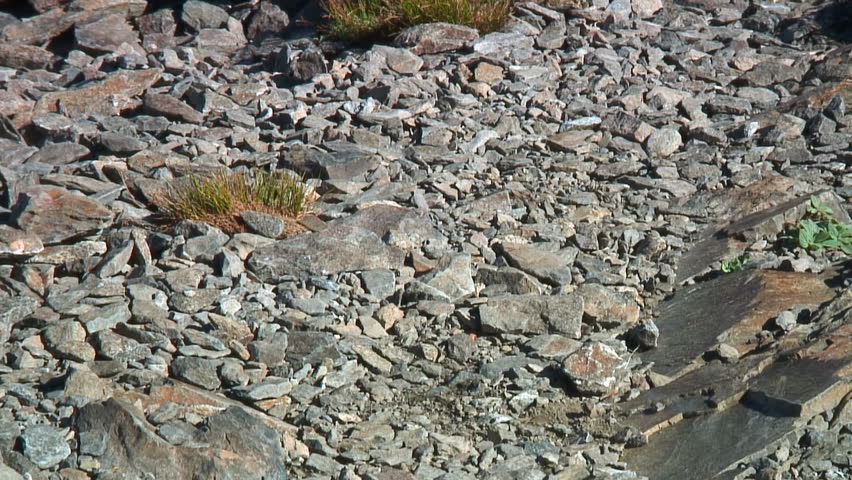 Chipmunk looking for buried nuts 