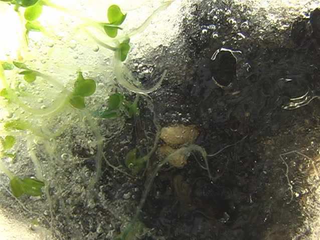 Germination