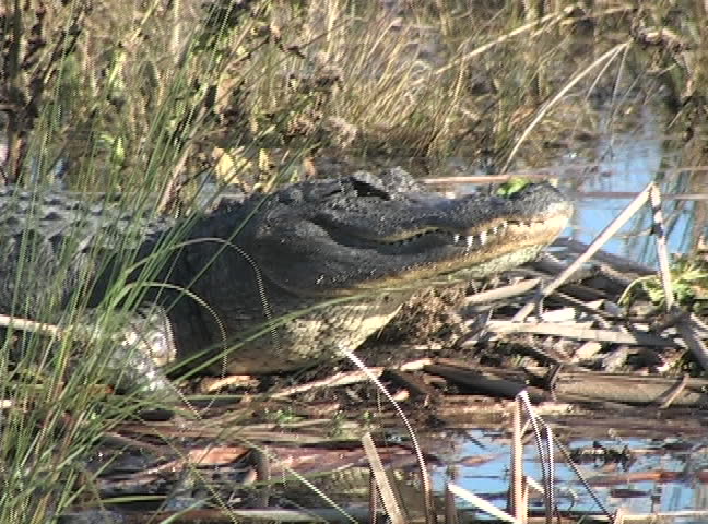 An alligator breathes deeply awaiting his prey.