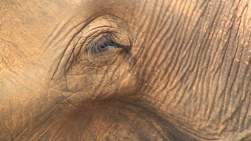 CU of elephant eye