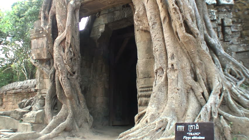 Large tree roots cover a temple at Ta Prohm