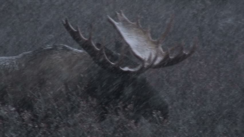 Zoom Out From Moose With Snow Covered Antlers