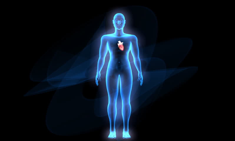 footage of a heart in a transparent body