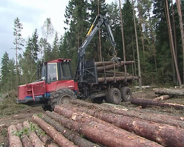 Special cargo truck with crane unload logs from truck. Forest fell. 