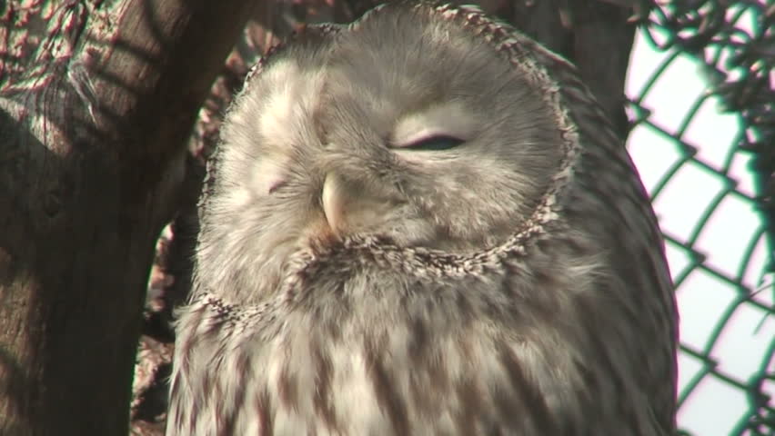 Great gray owl three (Strix nebulosa) close-up 