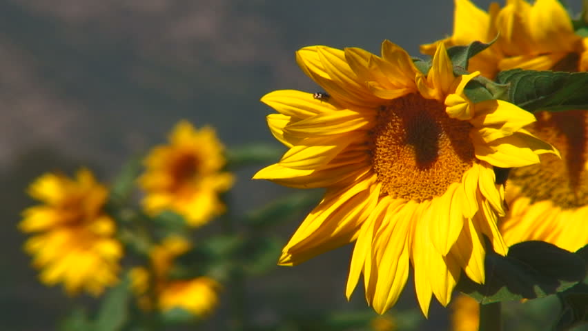 Review Of Sunflower Farm, San Fernando
